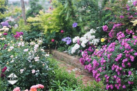 月季花種植|月季最全種植指南（新手必看，超詳細）